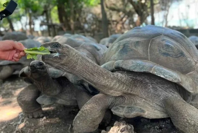 Prison Island Tours with Private Boat