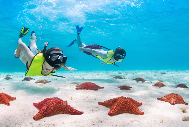 Snorkeling Coral Reef and Starfish